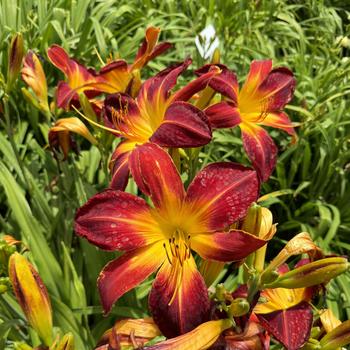 Hemerocallis Rainbow Rhythm® 'Ruby Spider' (269394)