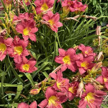 Hemerocallis Happy Ever Appster™ 'Romantic Returns' (269396)