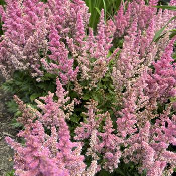 Astilbe chinensis 'Little Vision in Pink' (269397)