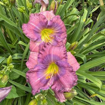 Hemerocallis 'Lavender Blue Baby' (269400)