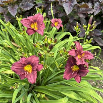 Hemerocallis 'Little Grapette' (269401)