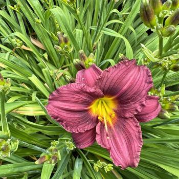 Hemerocallis 'Little Grapette' (269402)