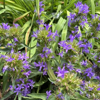 Campanula glomerata 'Church Bells' (269404)