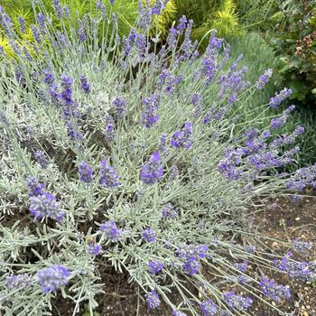 Lavandula angustifolia 'Silver Mist' (269406)