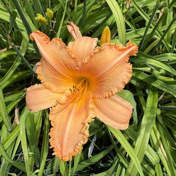 Hemerocallis 'New Tangerine Twist' (269407)