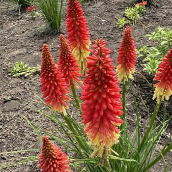 Kniphofia Pyromania® 'Rocket's Red Glare' (269412)