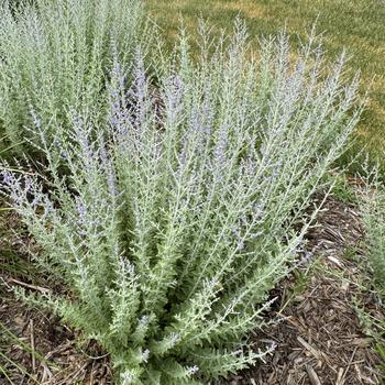 Perovskia atriplicifolia 'Rocketman' (269413)