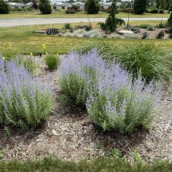 Perovskia atriplicifolia 'Little Spire' PP11643