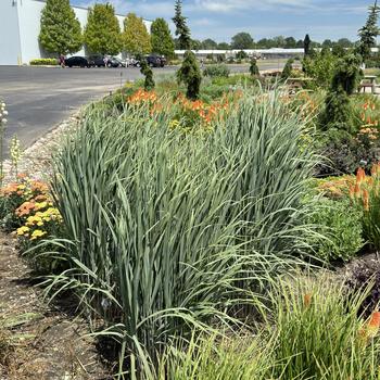 Panicum virgatum Prairie Winds® 'Totem Pole' (269431)