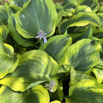 Hosta 'Atlantis' 