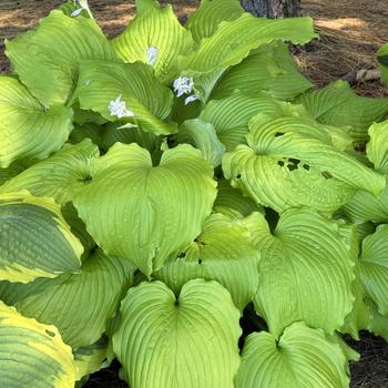 Hosta 'Dancing Queen' 