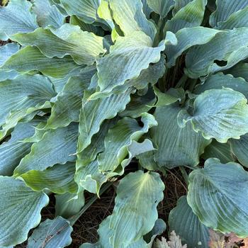 Hosta 'Neptune' PP19674