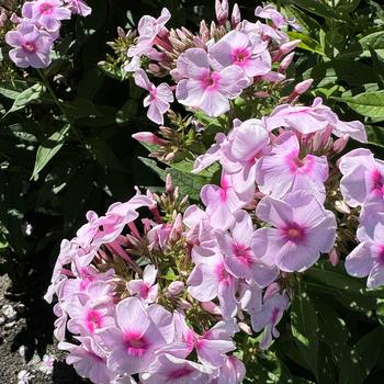 Phlox paniculata Luminary™ 'Opalescence' (269441)