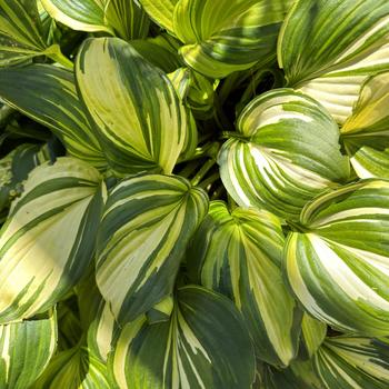 Hosta 'Rainbow's End' (269443)