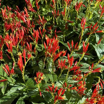 Spigelia marilandica '' (269450)