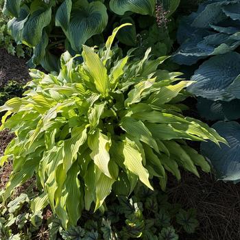 Hosta 'Curly Fries' (269453)