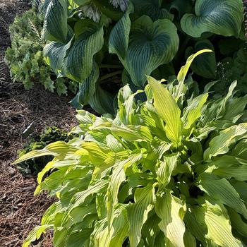 Hosta 'Curly Fries' 