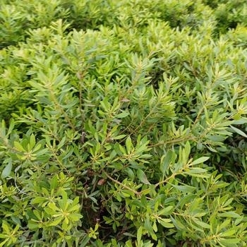 Myrica californica 'Fairfax' 