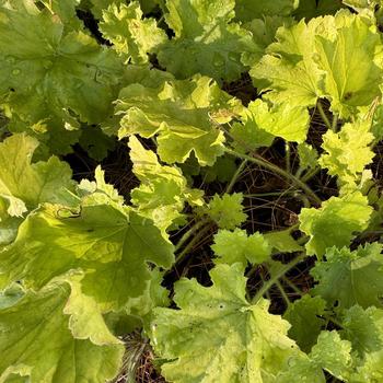 Heuchera 'Lemon Love' PPAF