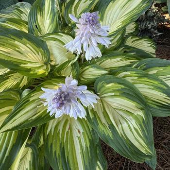 Hosta 'My Fair Lady' (269461)