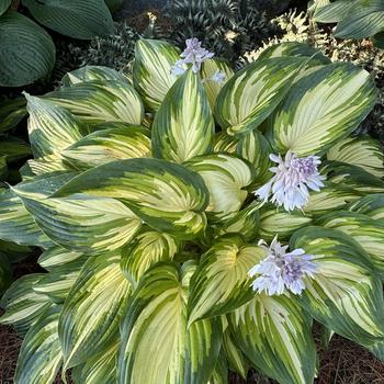 Hosta 'My Fair Lady' PP35524