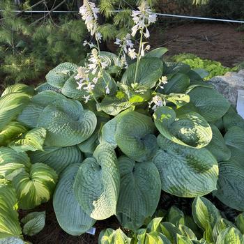 Hosta 'Humpback Whale' (269464)