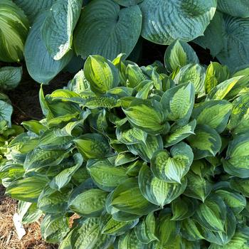 Hosta 'Island Breeze' (269465)