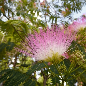 Albizia julibrissin 'E.H. Wilson' 