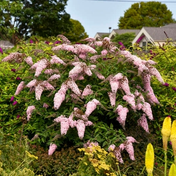 Buddleia davidii 'Pink Cascade II' PPAF