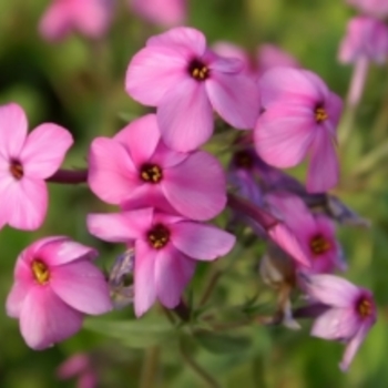 Phlox stolonifera 'Pink Ridge' 