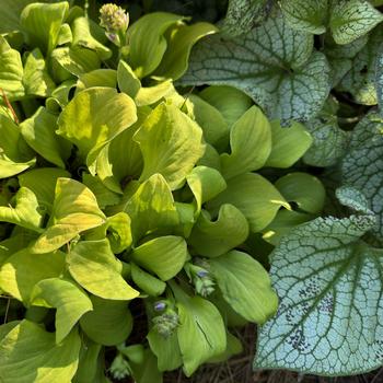 Hosta 'Sun Mouse' (269511)