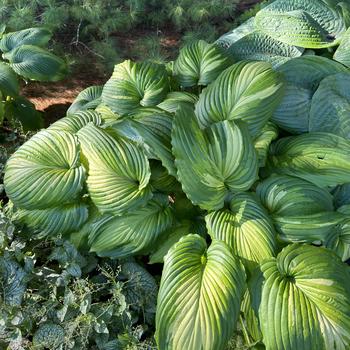 Hosta 'Angel Falls' PP28785