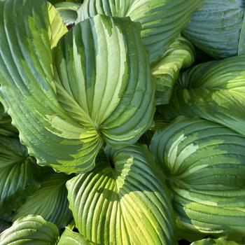 Hosta 'Angel Falls' (269513)