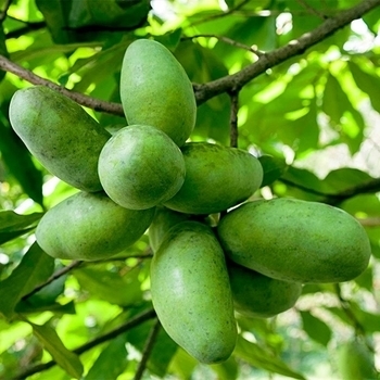 Asimina triloba 'Mango' 