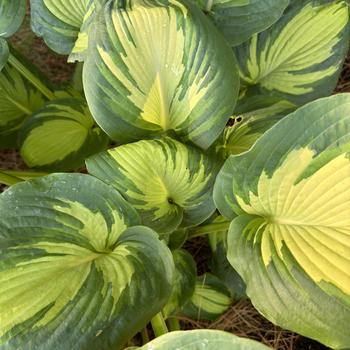 Hosta 'Great Expectations' 