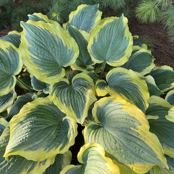 Hosta 'Seducer' 