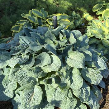 Hosta 'Blueberry Muffin' (269528)