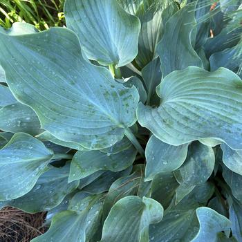 Hosta 'Joy Ride' 