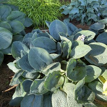 Hosta 'Big Daddy' (269536)