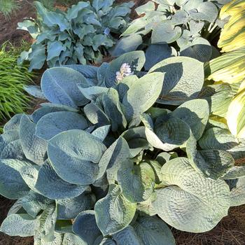 Hosta 'Big Daddy' 