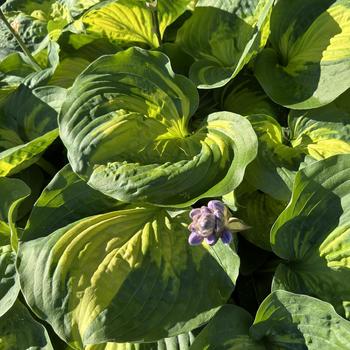 Hosta 'Beyond glory' (269544)