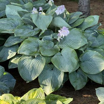 Hosta 'Empress Wu' PP20,774