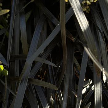 Ophiopogon planiscapus 'Niger' (269551)