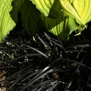 Ophiopogon planiscapus 'Niger' (269553)