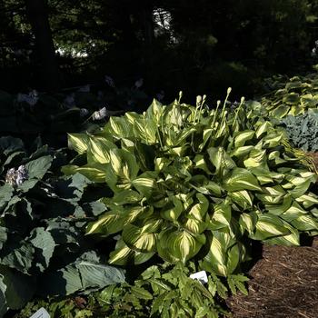 Hosta 'Miss America' 