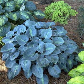 Hosta 'Touch of Class' (269560)