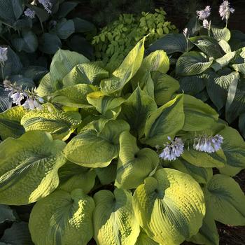 Hosta 'Afterglow' (269564)