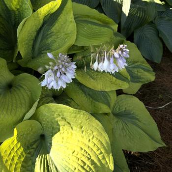 Hosta 'Afterglow' PP26755