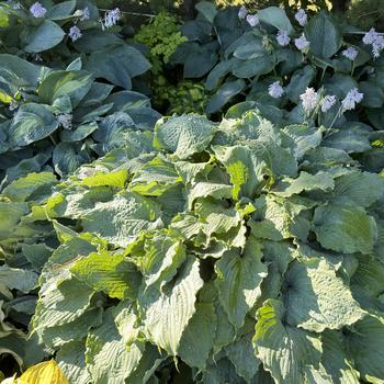 Hosta 'Wind Beneath My Wings' 