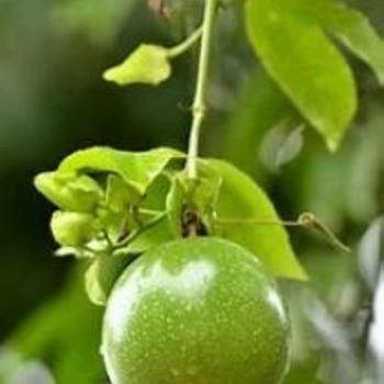 Passiflora edulis